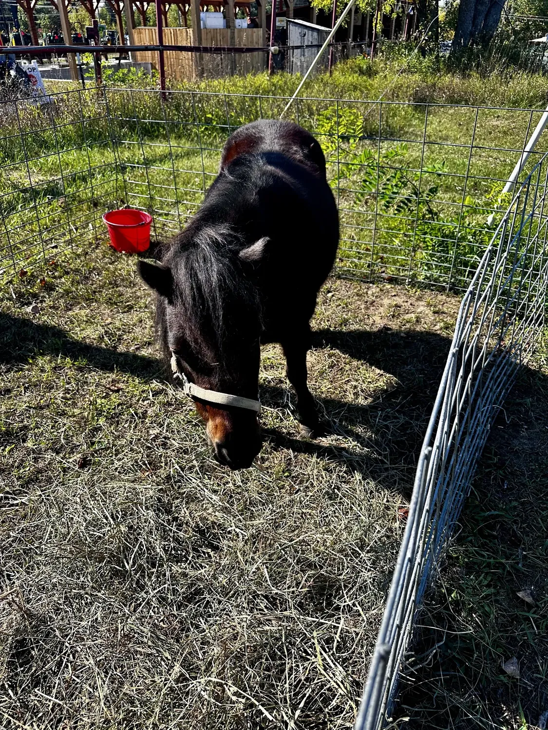 Miniature horse in a wire petting-zoo pen on the grass at the 2nd Annual Harvest Festival