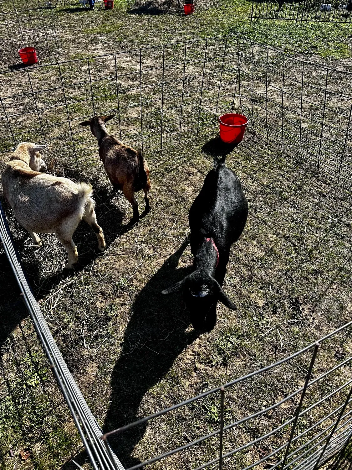 Three goats inside a petting-zoo pen in the fenced field at the 2nd Annual Harvest Festival